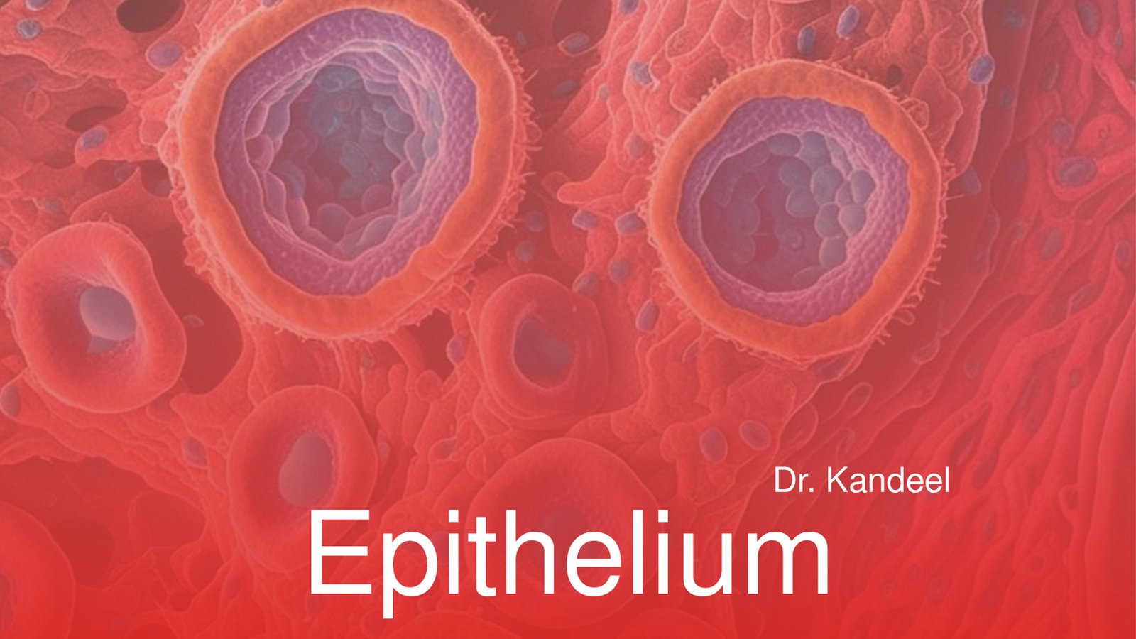 first semester : Epithelial tissue