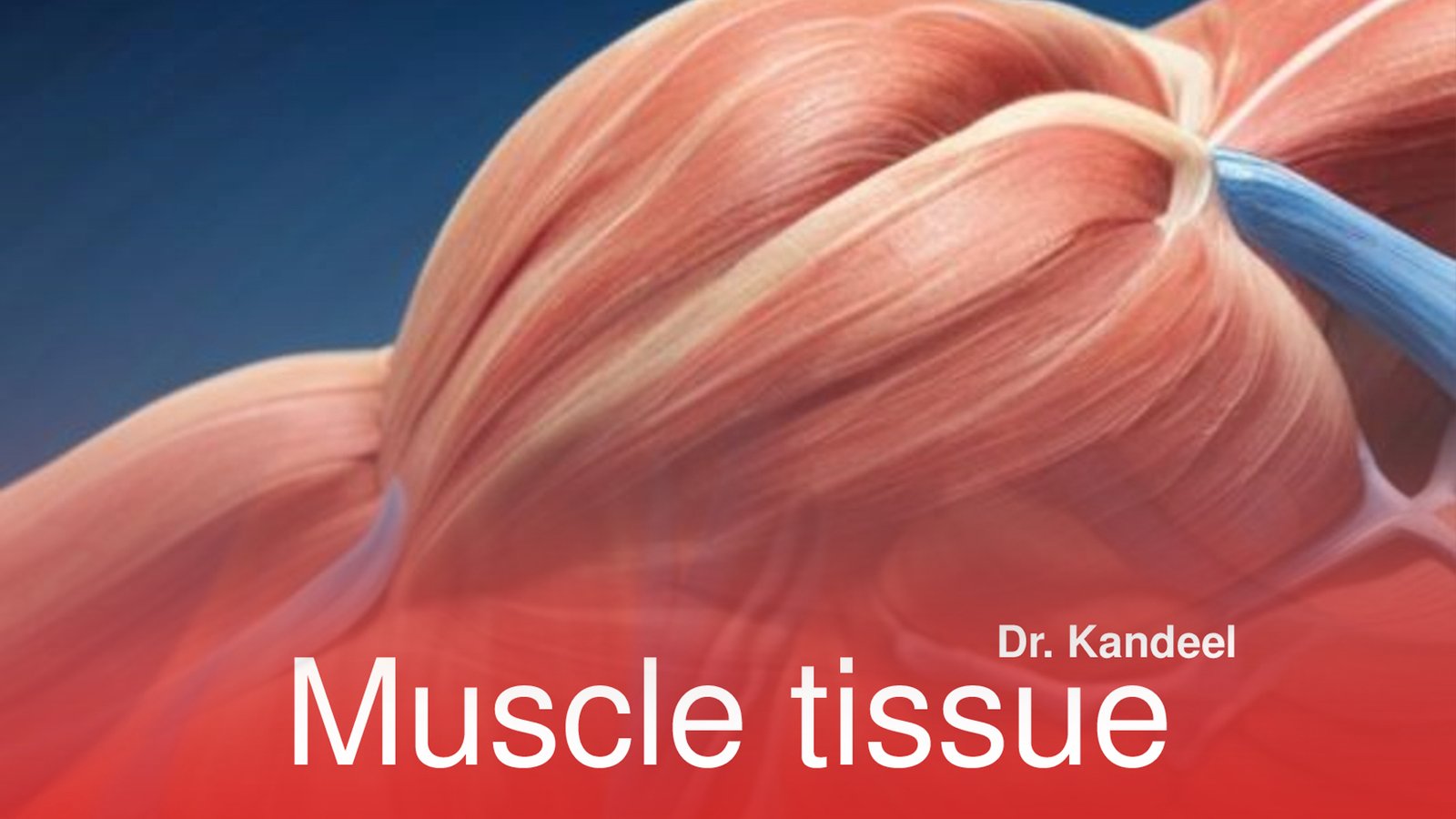 Histology part 1 : Muscle