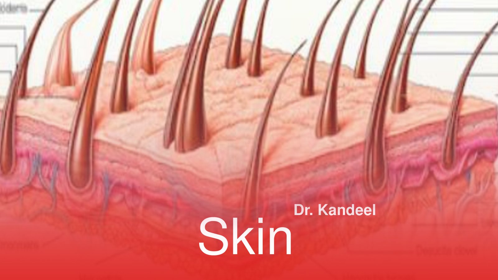 Second semester : Skin