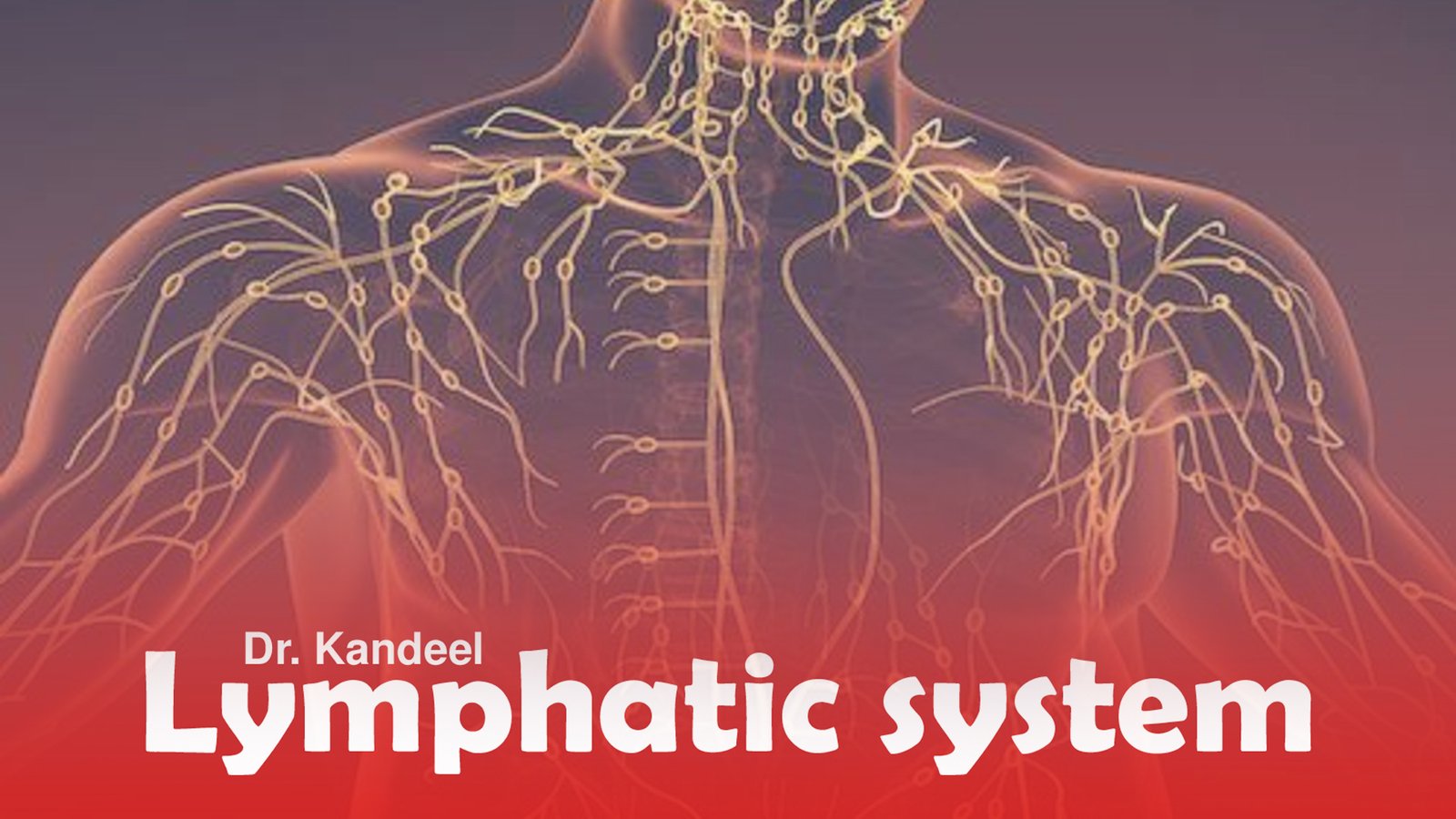 Second semester : Lymphatic Organs
