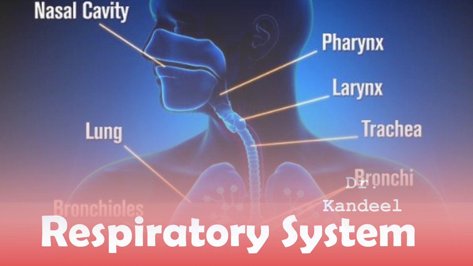 Histology part 1 : respiratory