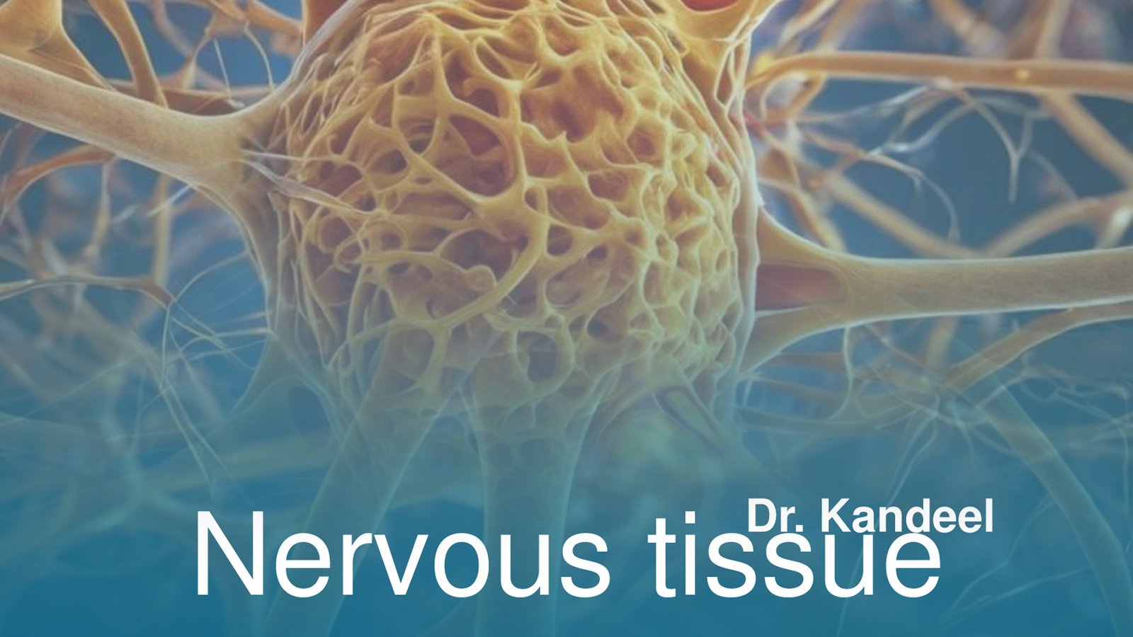 first semester : Nervous Tissue