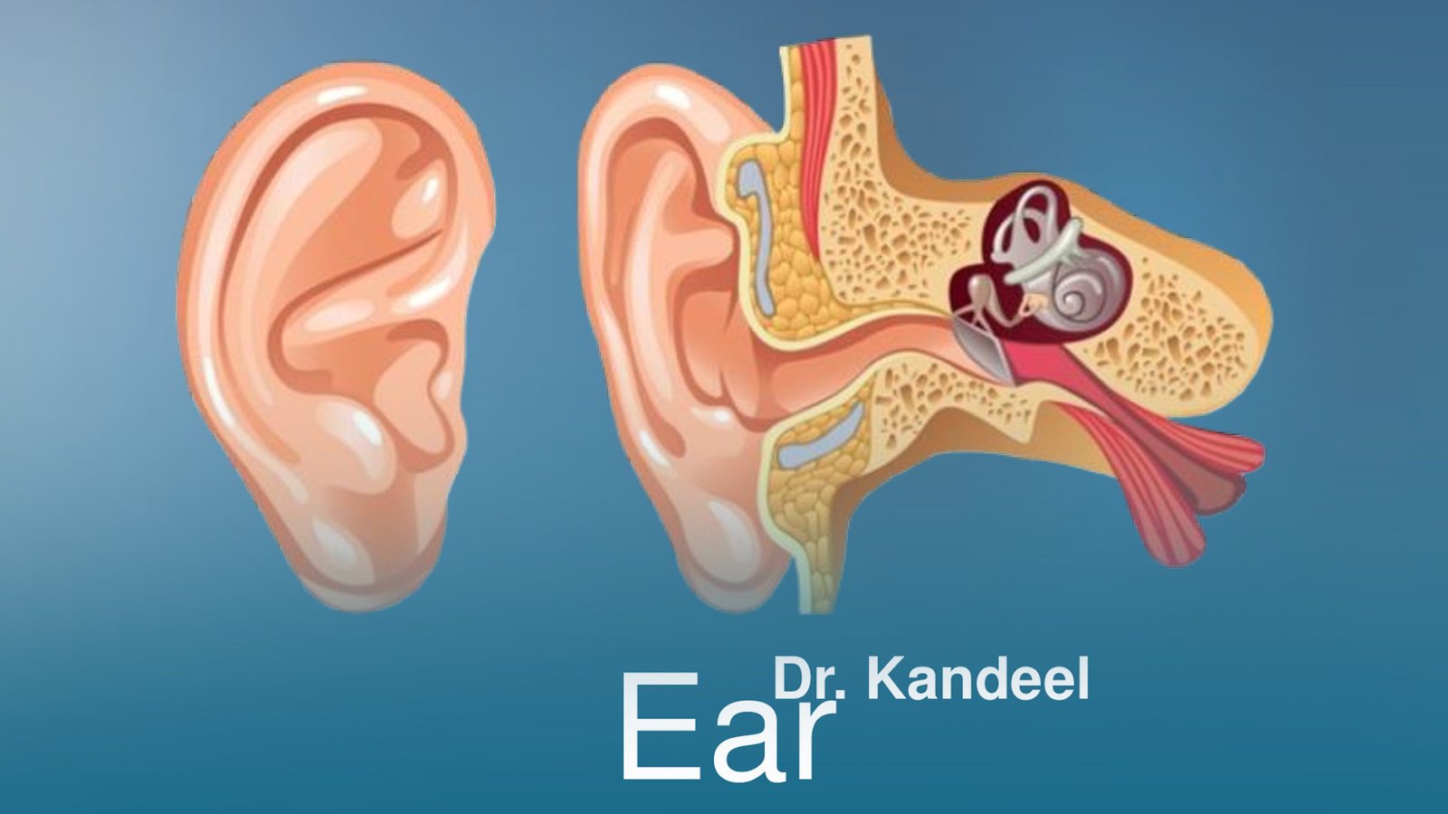 Histology part 2 : Ear