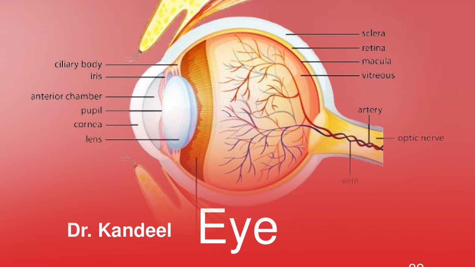 Histology part 2 : Eye