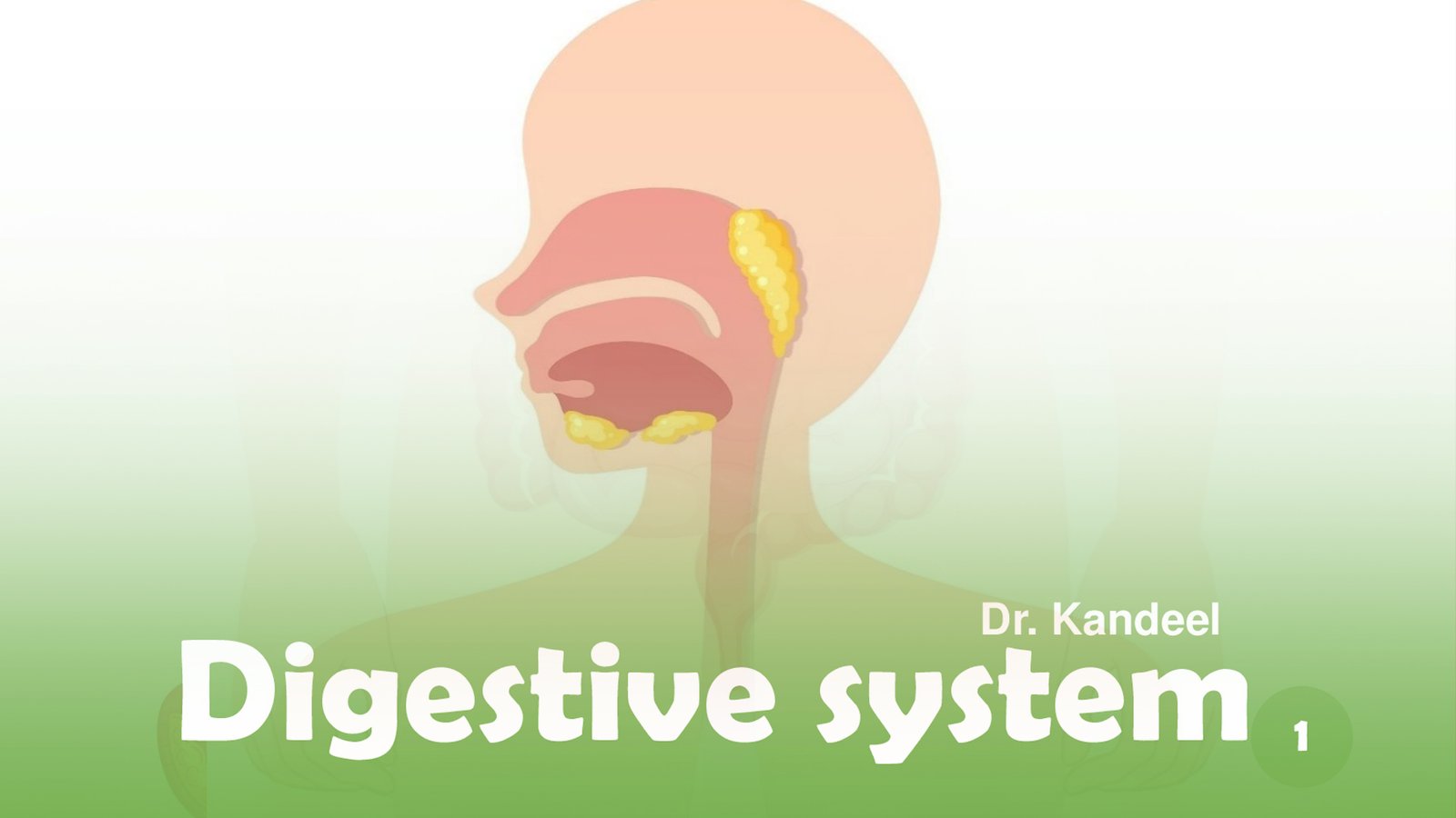 Second semester : Digestive Glands