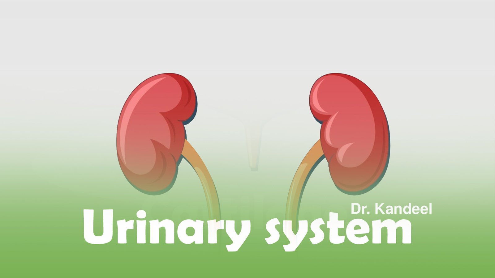 Histology part 2 : Urinary system