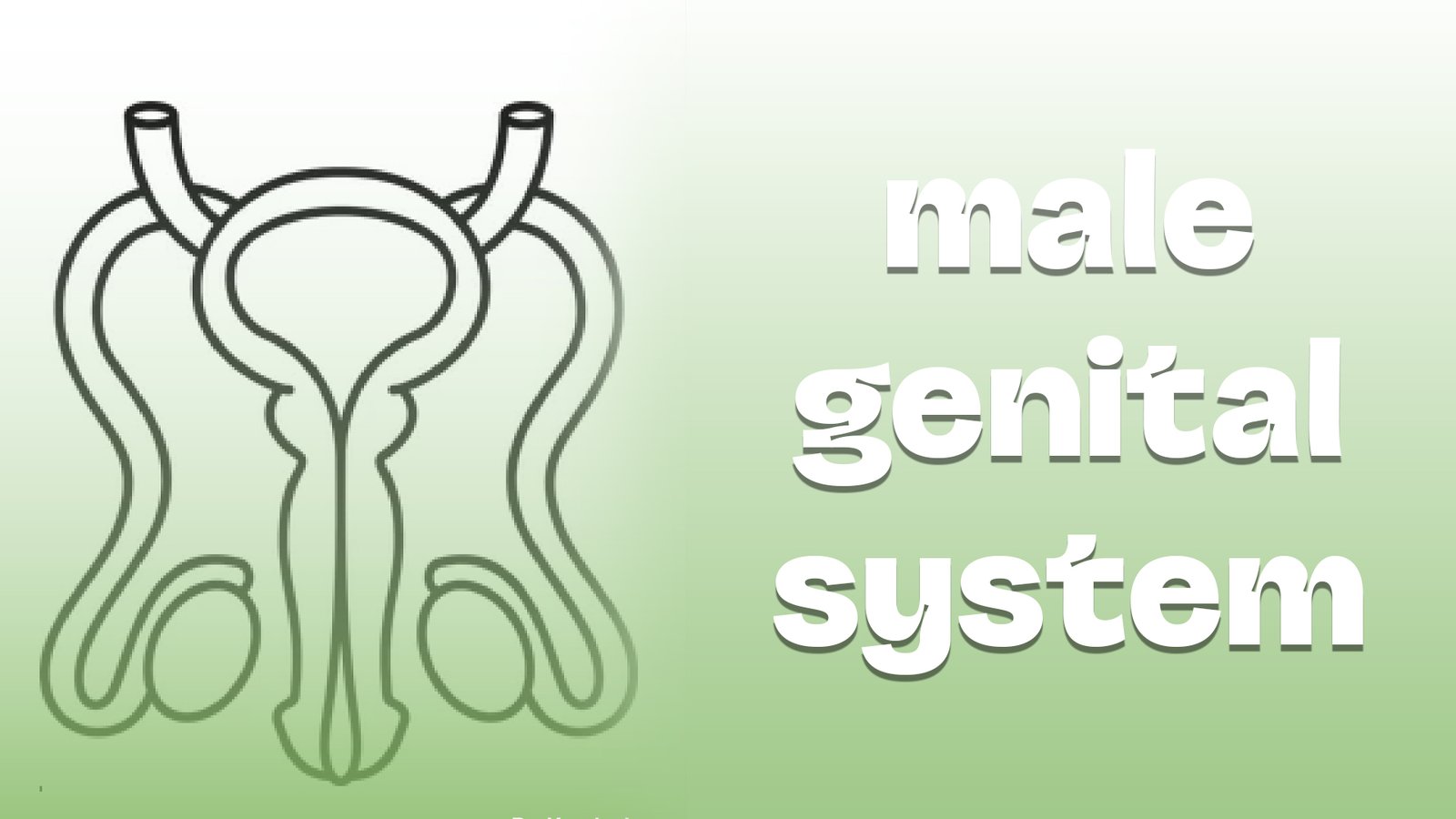 Histology part 2 : Male genital system