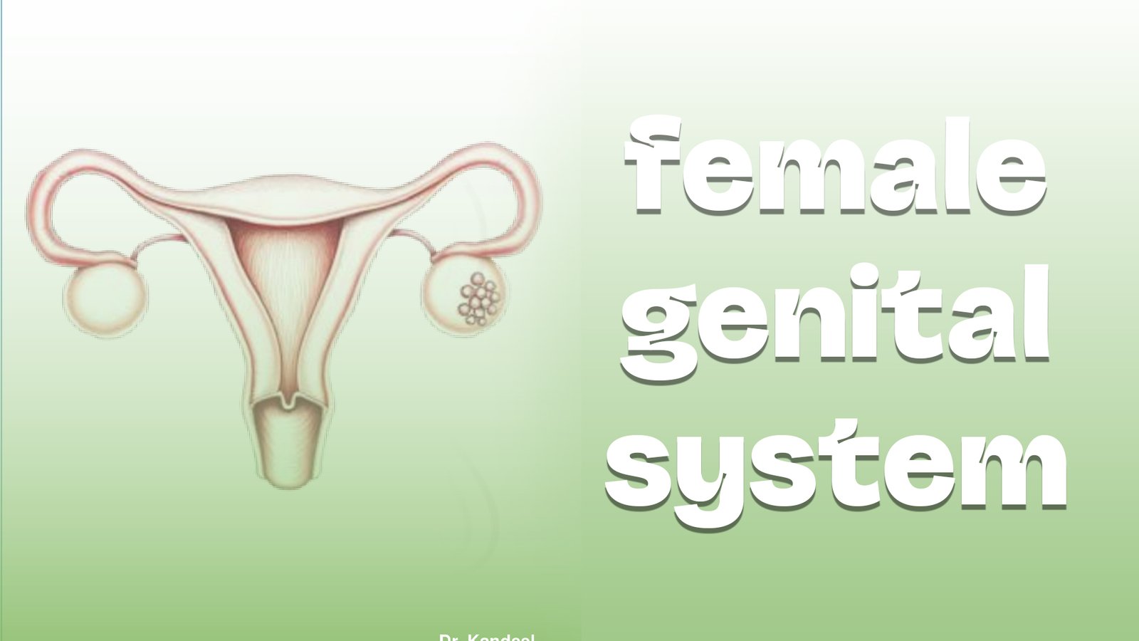Histology part 2 : Female genital system