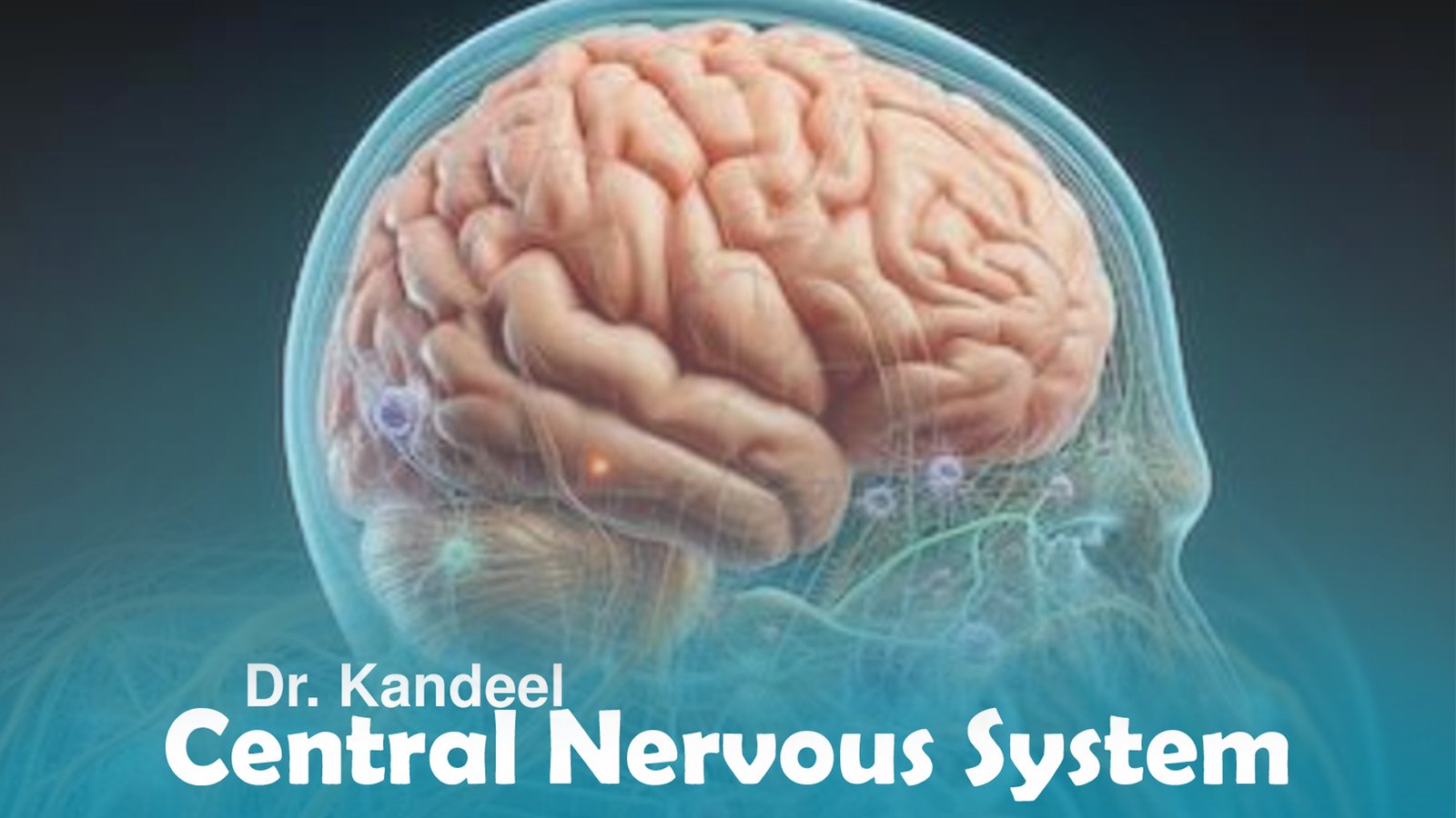 Histology part 2 : CNS