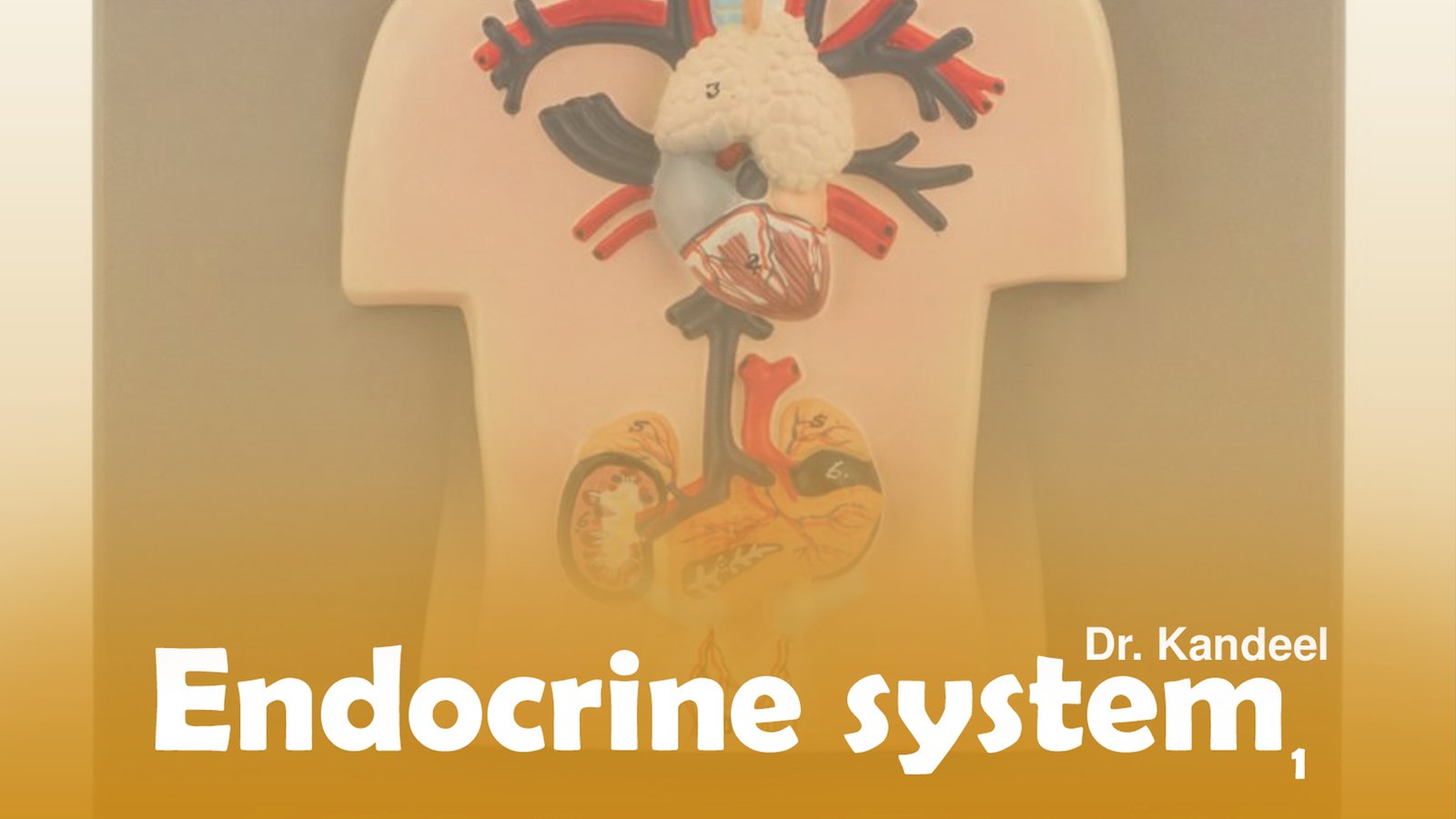 Second semester : Endocrine System