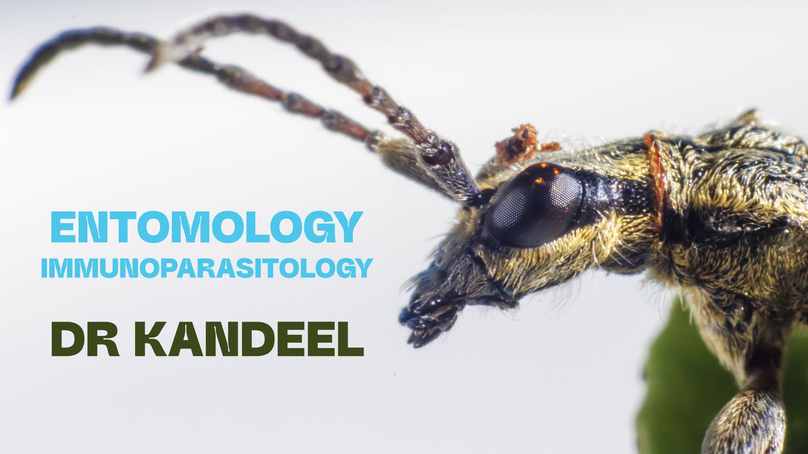 Parasitology : Entomology, Immunoparasitology